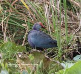 Purple Swamphen, this photo was taken at Debarawawa Wetland.