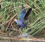 Purple Swamphen. Bundala National Park.