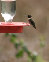 Red-throated Hummingbird