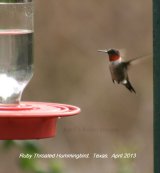 Red-throated Hummingbird