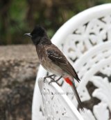 Red-vented Bulbul. These guys were common, we saw lots of them, very pretty with a lovely song. This one was in the grounds of the Tea Factory.
