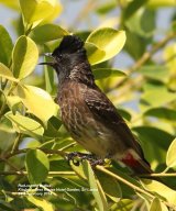 Red-vented Bulbul, and this one was in the gardens of the Kitulgala Rest House Hotel