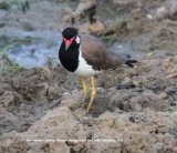 Red-wattled Lapwing. Bundala National Park