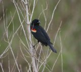 Red-winged Blackbird
