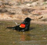 Red-winged Blackbird