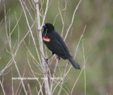 Red-winged Blackbird tried hard to photograph these last year in New Jersey, but they were so quick, glad to have another chance this year in Texas