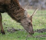 Red Deer, Applecross Bay