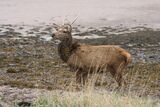 Red Deer, Applecross Bay