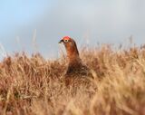 Red Grouse