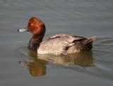 Redhead