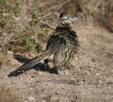 Roadrunner. We couldn't believe we actually saw - and photographed - a Roadrunner !!!