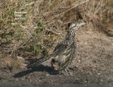 Roadrunner