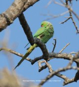 Rose-ringed Parakeet. Love these birds, noisy and colourful, becoming very successful in the wild here in the UK.