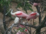 Roseate Spoonbill, not great photo but what a great bird, this was taken from an open platform looking across a narrow river, there were lots of birds on the island including these very pink spoonbills