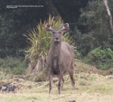 Sambar Deer. Oh My What Big Ears You Have !!!!!