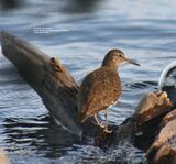 Common Sandpiper, Loch Garten RSPB