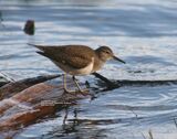Common Sandpiper, Loch Garten RSPB