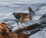Common Sandpiper, Loch Garten RSPB