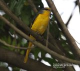 Scarlet (Orange) Minivet - Female, the yellow of the female in contrast with the orange male, shame she hid her bill behind a branch !!!