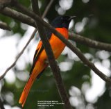 Scarlet (Orange) Minivet. We stopped at the Grand Ella Hotel for lunch, beautiful gardens with wonderful views, this bird was spotted in the gardens, such vibrant colour.