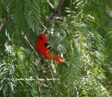 Scarlet Tanager, again colour only nature can produce, beautiful