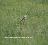 Scissortail Flycatcher. We were told to stop on the side of the road on the way to a refuge and search the fields for Scissortails, thanks to that lovely man who gave us the advice !!