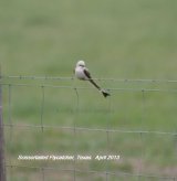 Scissortail Flycatcher