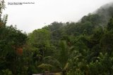 Same view without the mist ! Birds continuously flying over and the sound of Monkeys calling to one another.