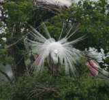 Snowy Egret, impressive breeding display