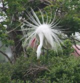 Snowy Egret