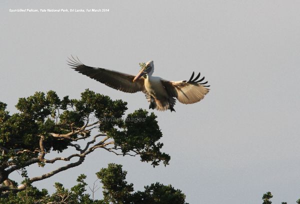 Spot-billed Pelican. I was desparate to get a flight shot of a Pelican, they are so big, with those huge wings and bill, this one was just coming into land amongst a colony that was nesting in the tree tops at Yala National Park