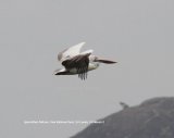 Spot-billed Pelican. I was so pleased to get this photo. Love it.