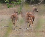 Spotted Deer, beautiful but camera shy.