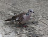 Spotted Dove, very numerous and so pretty, this was in the car park at the Grand Ella Hotel