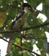 Sri Lanka Grey Hornbill