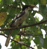Sri Lanka Grey Hornbill. Hornbills were birds that I particularly wanted to see whilst in Sri Lanka, these are endemic to Sri Lanka, and were seen in the Kitulgala Tea Garden. Amazing birds.