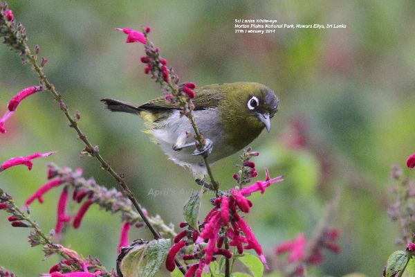 Sri Lanka White-eye. Endemic to Sri Lanka, he performed well for us, this was taken after a 5.5 mile walk around Horton Plains National Park, I am surprised I had the strength to lift the camera, but glad we did the walk, such a beautiful place.