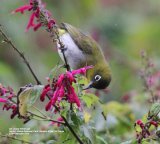 Sri Lanka White-eye