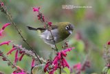 Sri Lanka White-eye. Endemic to Sri Lanka, he performed well for us, this was taken after a 5.5 mile walk around Horton Plains National Park, I am surprised I had the strength to lift the camera, but glad we did the walk, such a beautiful place.
