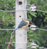 Stork-billed Kingfisher, this bird was determined not to come any closer ! Stork-billed is the right name for him.