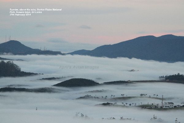 Sunrise, above the mist, Horton Plains National Park. The morning we were collected from our hotel at 4.30am and driven to Horton Plains will never be forgotten, the sight of the sunrise was just spectacular, nature is such a wonderful thing, makes you feel very humble.