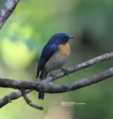 Tickell's Blue Flycatcher, this was also taken in the Kitulgala Tea Garden.