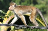 Toque Monkey