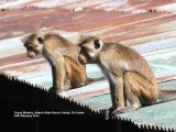 Toque Monkeys. Lots of monkeys, these were playing around the roofs and wires outside our Nature Walk Resort Hotel in Kandy.