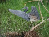 Tricoloured Heron, good photo opportunities at this wetland