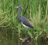 Tricoloured Heron