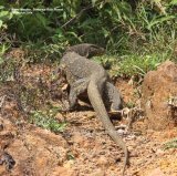 Water Monitor. Magnificent Water Monitor in Sinharaja Rain Forest, not far from our accommodation. This wonderful creature must have been at least 10ft from nose to tail tip.