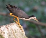 Waterhen