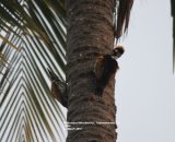 White-naped Woodpecker