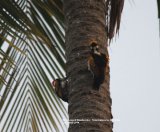White-naped Woodpecker. A wonderful coconut grove garden in Tissamaharama, the man who owns this garden was very excited to show us these birds, we arrived at 6am and he proudly pointed them out to us.